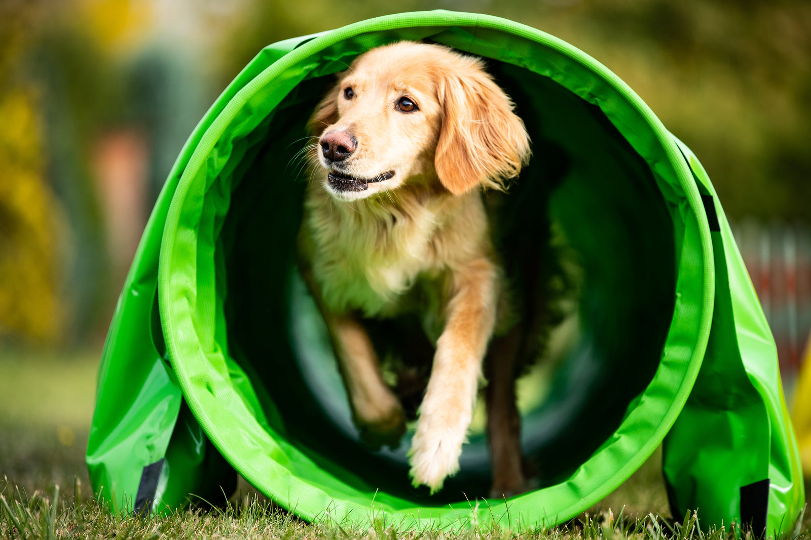 OUR NEW DOG TRAINING POSTS #3 DOG AGILITY TRAINING