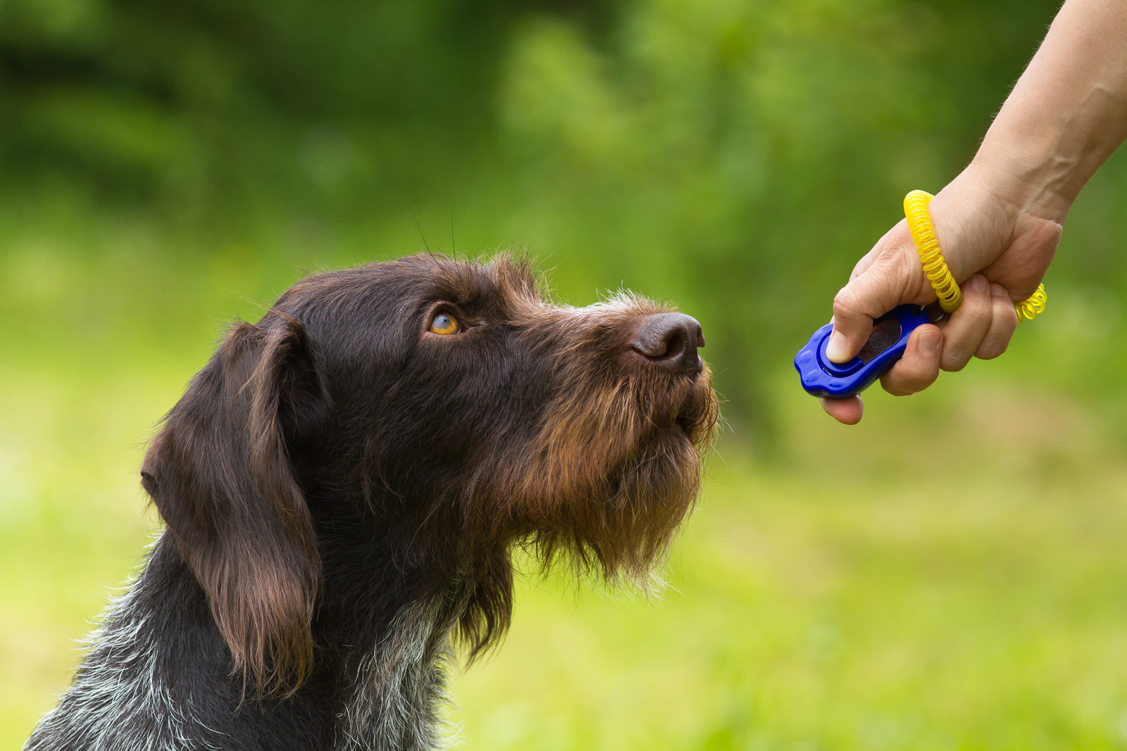 OUR NEW DOG TRAINING POSTS #2 CLICKER TRAINING