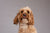 Our New Dog Training Posts #1 Basic Dog Training