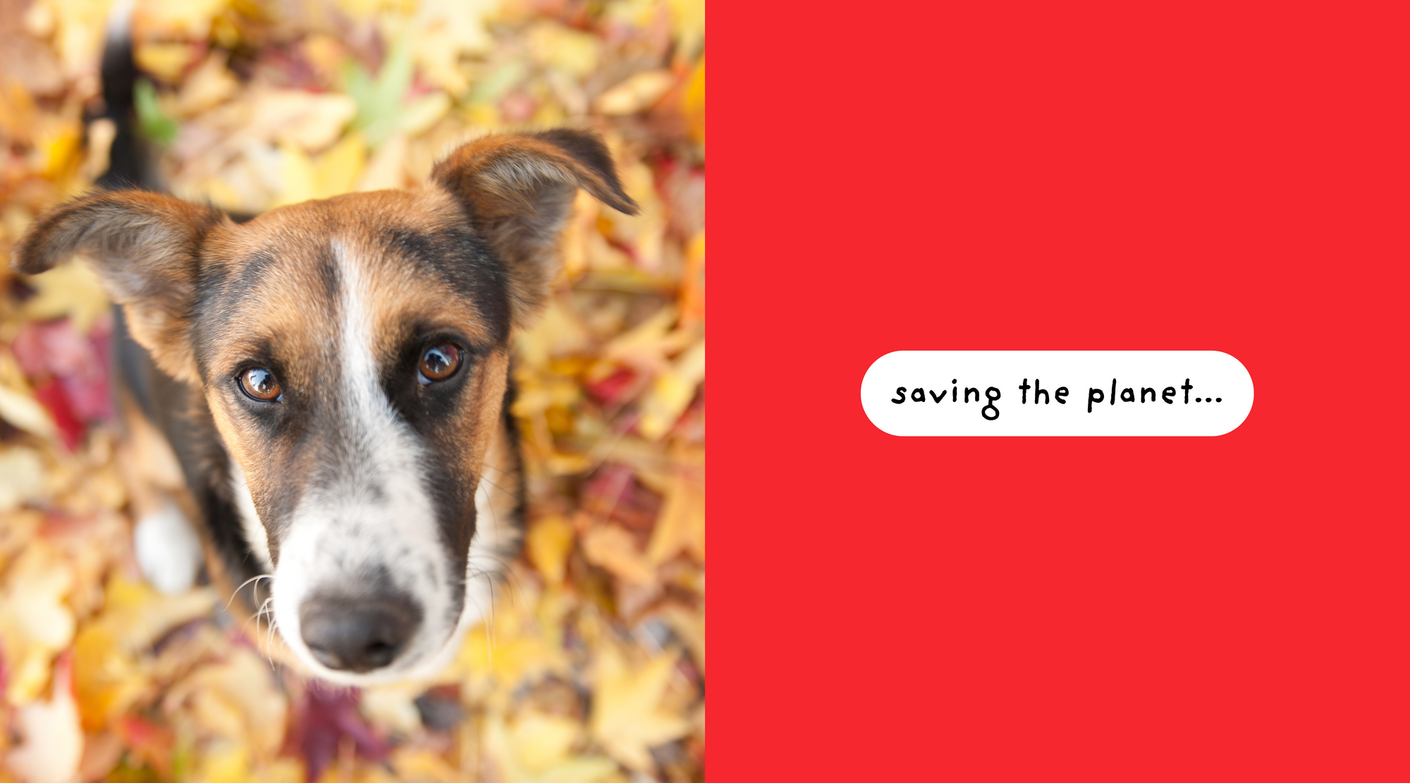 Dog Poop Bags