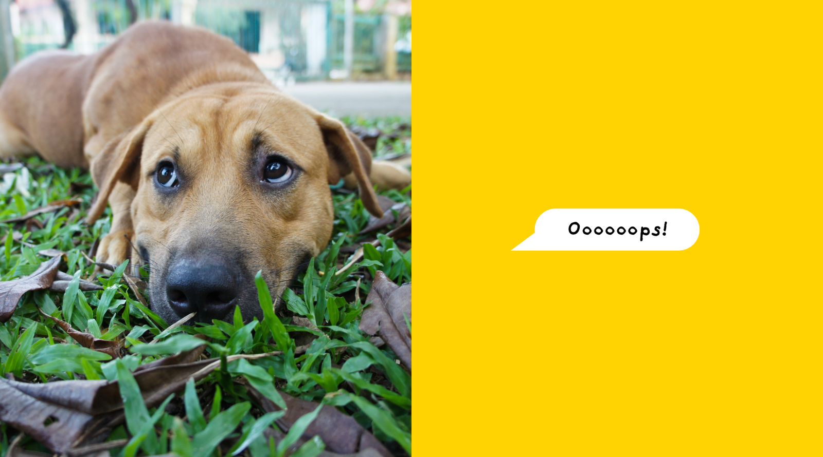 Poop Bags Compostable