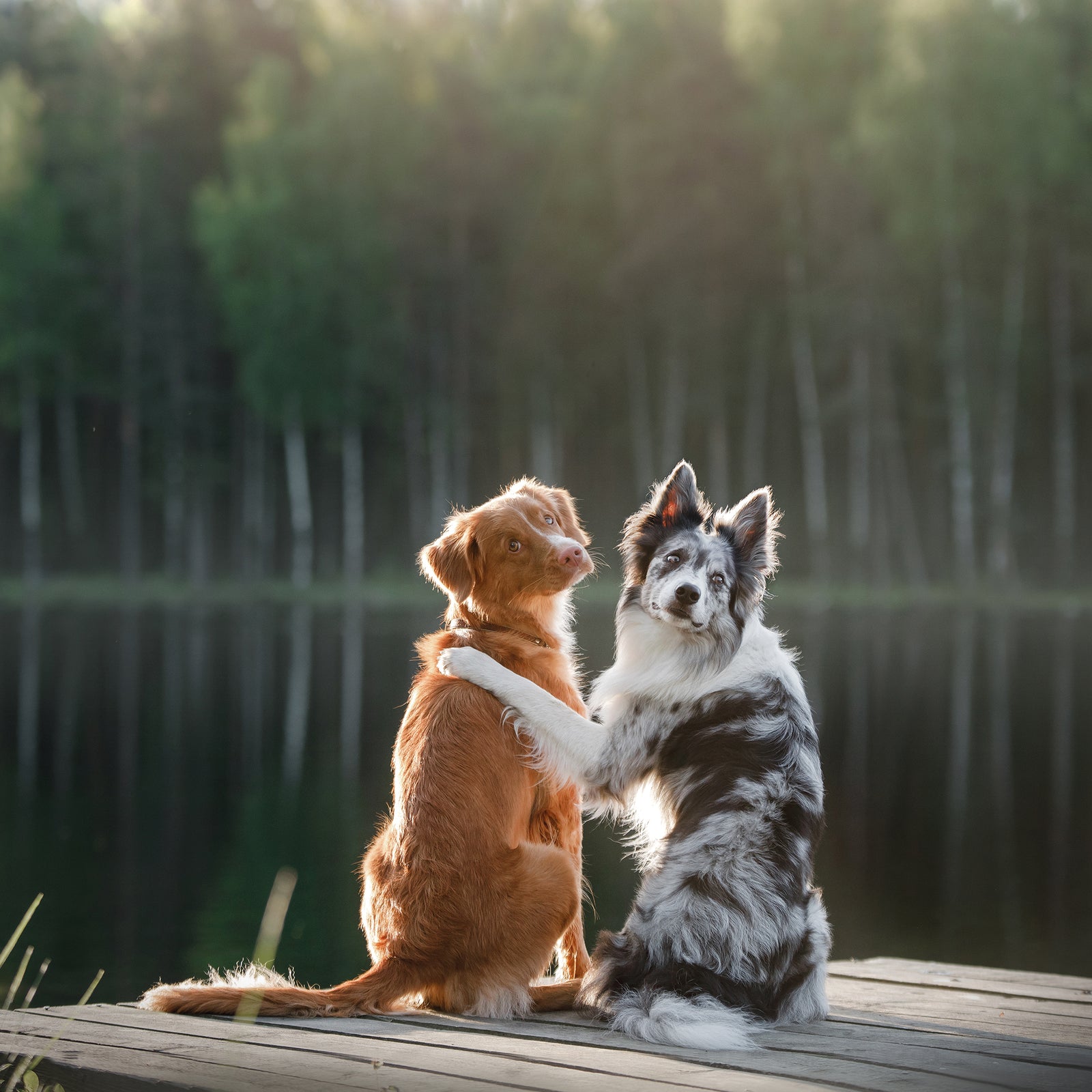 Two-Dog Owner - Big Multipack or Monthly Subscription (Save 10%)