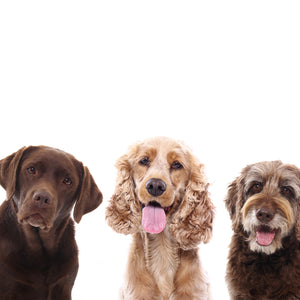 Three-Dog Owner - Big Multipack or Monthly Subscription (Save 15%)
