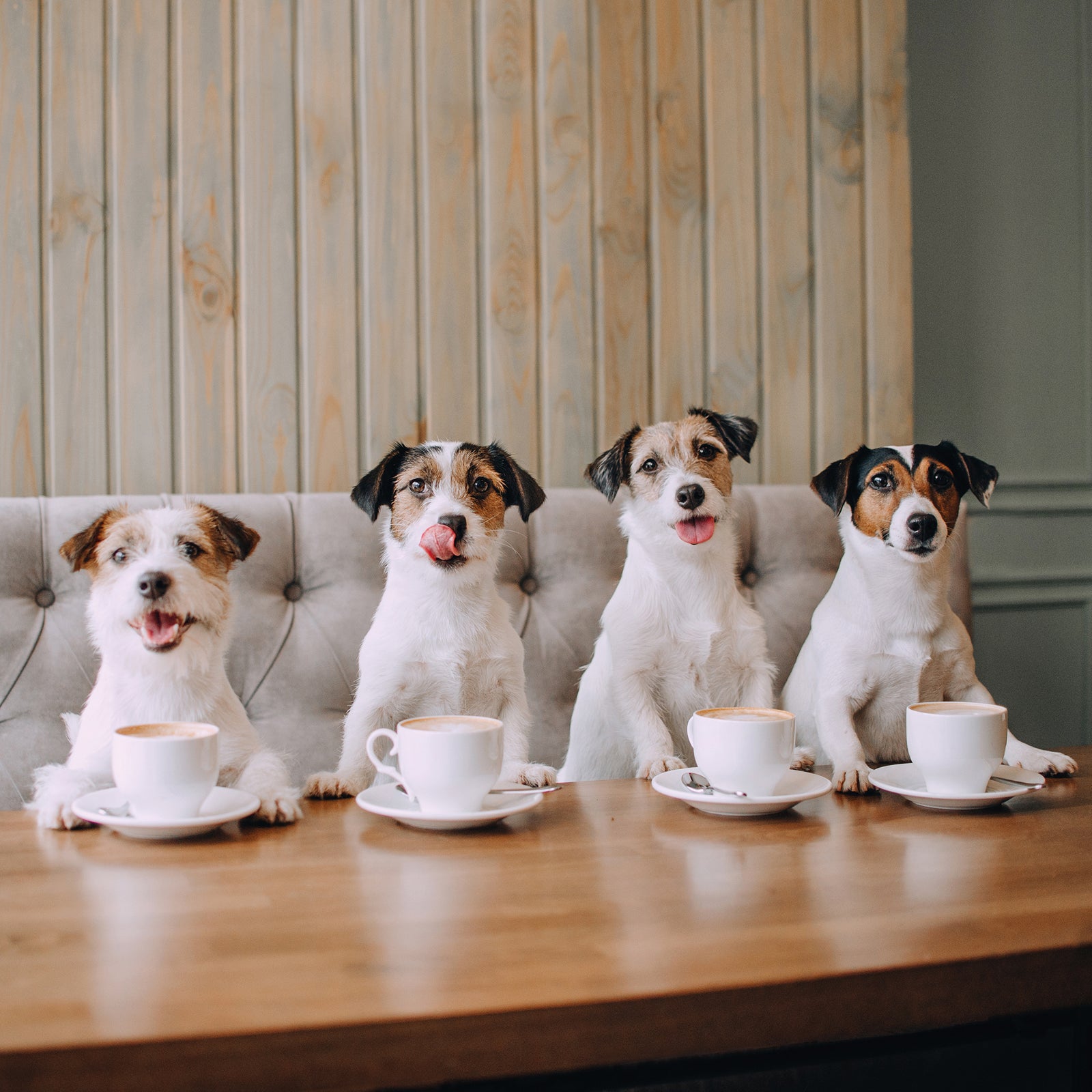 Four-Dog Owner - Big Multipack or Monthly Subscription (Save 20%)